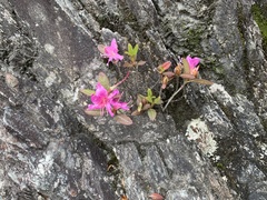 Rhododendron rubropilosum