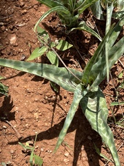 Ledebouria inquinata