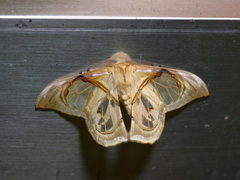 Macrauzata melanapex