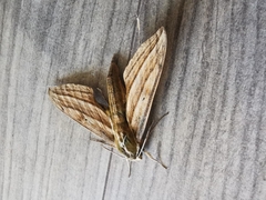 Xylophanes kiefferi