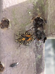 Gymnetis stellata