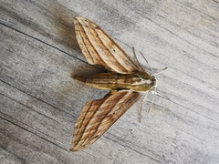 Xylophanes kiefferi