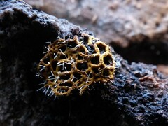 Polycephalomyces tomentosus