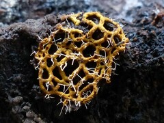 Polycephalomyces tomentosus