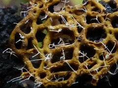 Polycephalomyces tomentosus