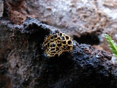 Polycephalomyces tomentosus