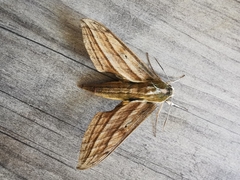 Xylophanes kiefferi