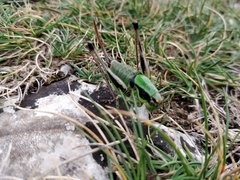 Eupholidoptera chabrieri