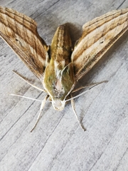 Xylophanes kiefferi