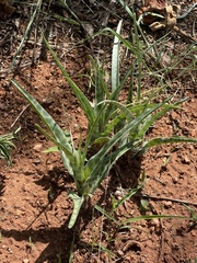 Ledebouria inquinata