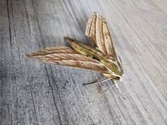 Xylophanes kiefferi