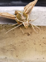 Xylophanes kiefferi