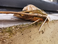 Xylophanes kiefferi