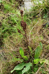Rumex japonicus