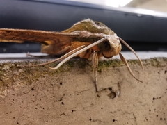 Xylophanes kiefferi