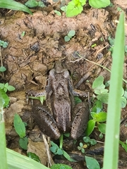 Leptodactylus