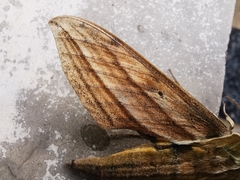 Xylophanes kiefferi