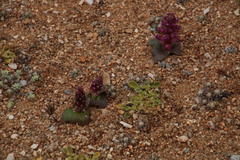 Lachenalia carnosa