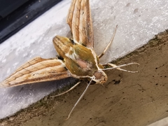 Xylophanes kiefferi