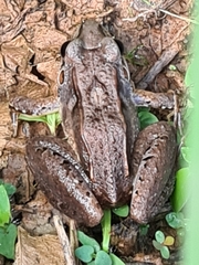 Leptodactylus