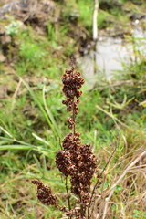 Rumex japonicus