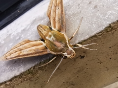 Xylophanes kiefferi