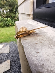 Xylophanes kiefferi