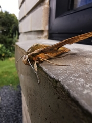 Xylophanes kiefferi