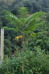 Zanthoxylum ailanthoides