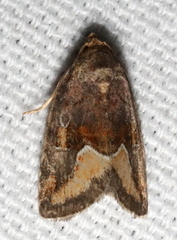 Deltote bellicula