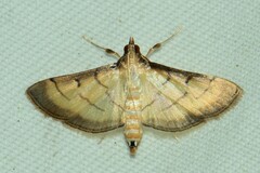 Cnaphalocrocis