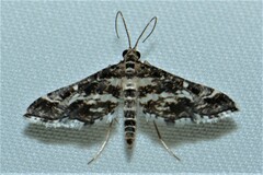 Diasemiopsis ramburialis