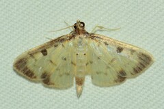 Eulepte concordalis