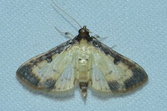 Eulepte