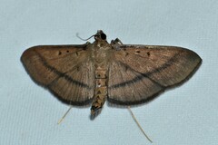 Filodes fulvidorsalis