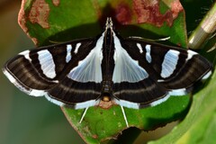 Glyphodes actorionalis