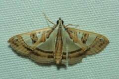 Glyphodes pyloalis