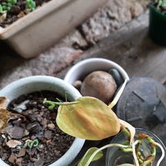 Miomantis caffra