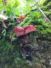 Fistulina hepatica