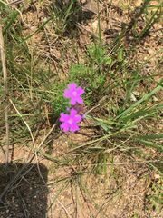 Glandularia aristigera