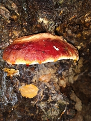 Fistulina hepatica