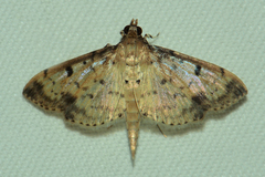 Herpetogramma cynaralis