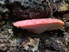 Fistulina hepatica