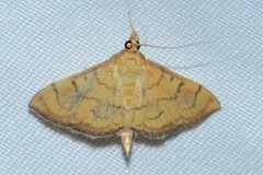 Hyalobathra