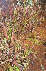 Juncus lomatophyllus
