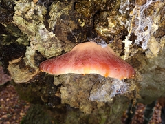 Fistulina hepatica