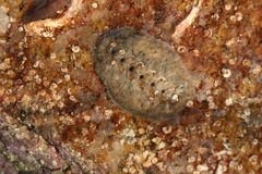 Acanthochitona fascicularis