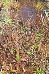 Juncus lomatophyllus