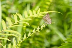 Junonia atlites atlites