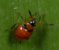 Supputius cincticeps